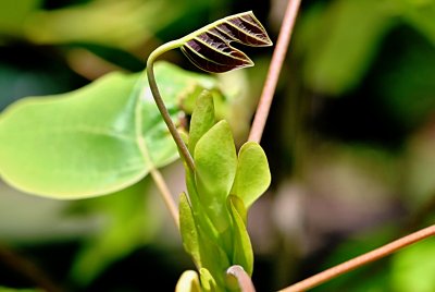 Liriodendron chinense - liliovník čínský - vývoj listu